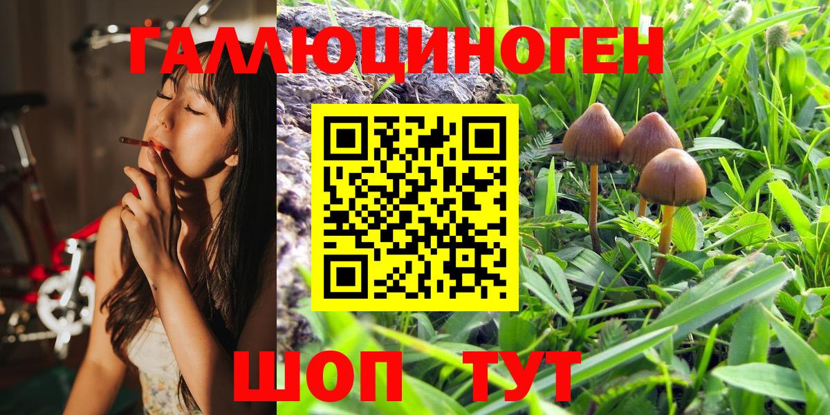 Галлюциногенные грибы Psilocybe Усть-Лабинск